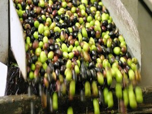 Zeytin bu sene üreticisi sevindi