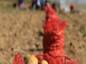 Patates bu yıl ucuz kalacak