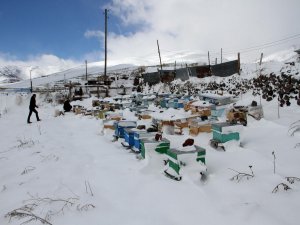 Ardahan'da aniden bastıran kar yağışı arı kovanlarına zarar verdi