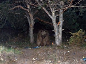 Sarıkamış'ta yaban hayatına esnaf sahip çıktı