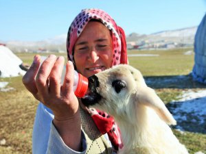 Muşta ki kadın Kuzulara annelik ediyor