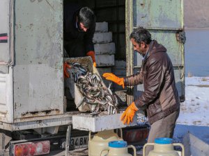 Van Gölü'nde inci kefali bereketi