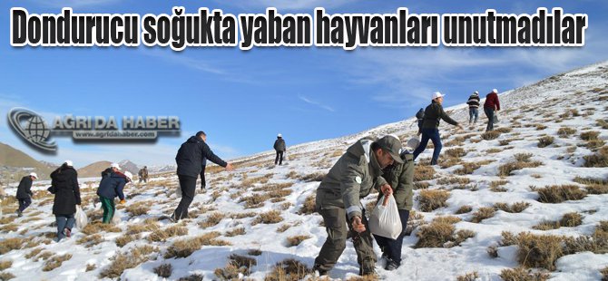 Dondurucu soğukta yaban hayvanları unutmadılar