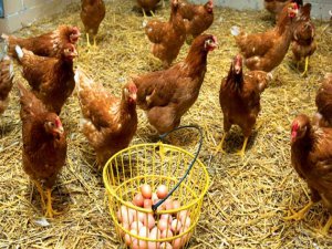 TÜİK Tavuk yumurtası üretimi azaldığını açıkladı ?