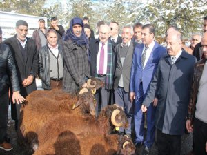 Bingöl'de 41 Yetiştiriciye 227 Koç verildi