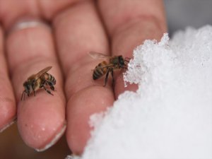 Van'Da Arı Kovanlarına Karlı Koruma