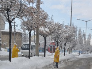 ağaç temizleme çalışması