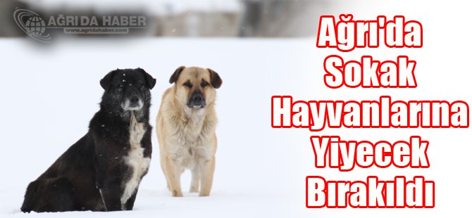 Ağrı'da Sokak Hayvanları Ve Kuşlar İçin Yiyecek Bırakıldı