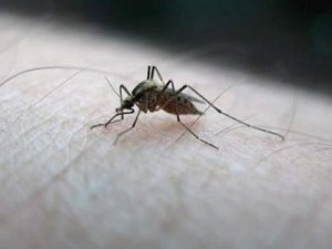 Amerika Kıtası İçin 'Zika virüsü' Uyarısı dikkat !