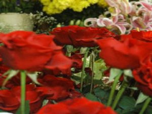 Çin Isparta Gülünü Sevdi talep arttı !