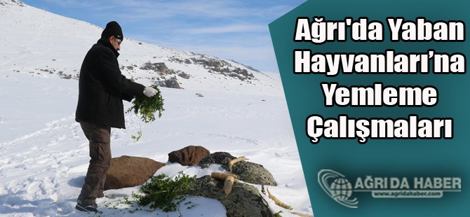 Ağrı'da Yaban Hayvanlarına Yemleme Çalışmaları