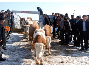 Erzurum'da Hayvan Yetiştiricilerine Destek