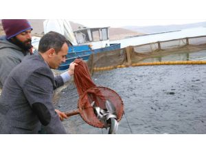 Keban'da Yavru Alabalık Üretimi