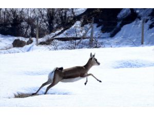 Bitlis'te Ceylan Ve Geyiklere Büyük İlgi