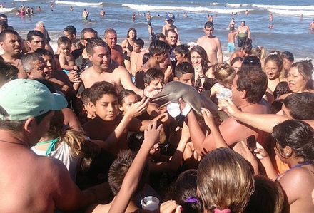 Arjantin'de Selfie ısrarı yavru yunusu öldürdü