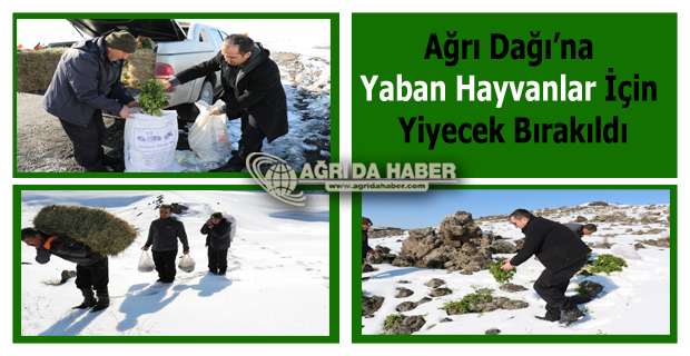 Ağrı Dağına Yaban Hayvanlar için Yiyecek Bırakıldı