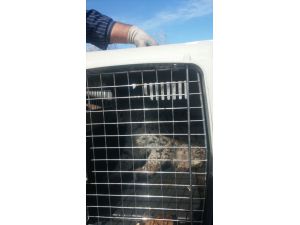 Erzincan'da Tedavi Edilen Vaşak Doğaya Bırakıldı