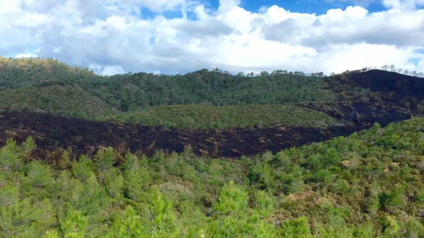 Marmaris'te orman yangını sağnak yağmurla söndü