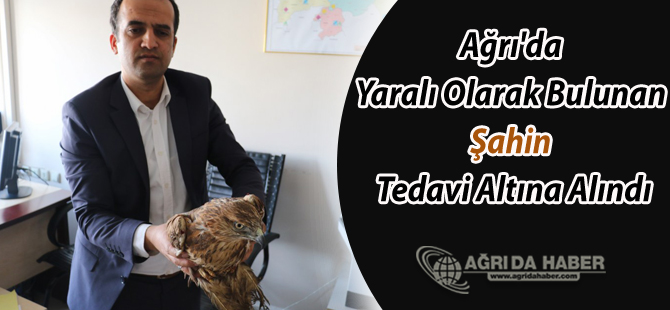 Ağrı'da Yaralı Olarak Bulunan Şahin Tedavi Altına Alındı