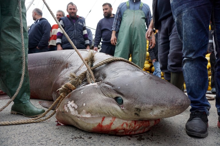 Tekirdağ'da 1 tonluk köpek balığı yakalandı !
