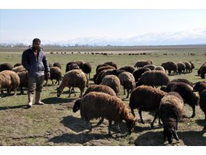 Muş'ta Baharın Gelişi Besicileri Sevindirdi