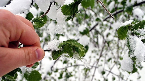 Malatya'da Meteoroloji zirai don uyarısı yaptı