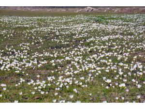 Muş'ta Baharın Müjdecisi Kardelenler Açtı