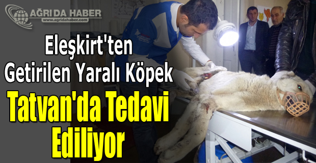 Eleşkirt'ten Getirilen Yaralı Köpek Tatvan'da Tedavi Ediliyor
