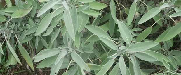 Yaşlanmak istemiyorsanız bu bitkileri yemeyin