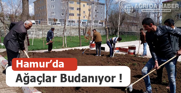 Hamur'da Ağaçlar Budanıyor !