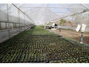 'Sakin Şehrin' Çiçekçi Kadınları