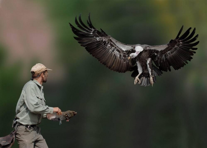 Artık kuşları akbabalar takip edecek