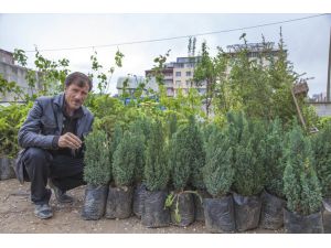 Ahlat'ta Fidan Satışlarına Başlandı