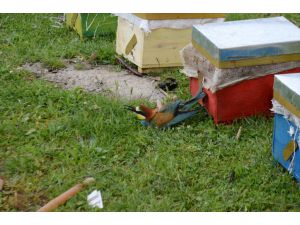 Bal Üreticilerinin 'Arı Kuşu' Mesaisi