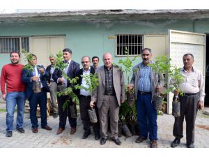 Hizan'da 5 Bin 100 Ceviz Fidan Dağıtıldı