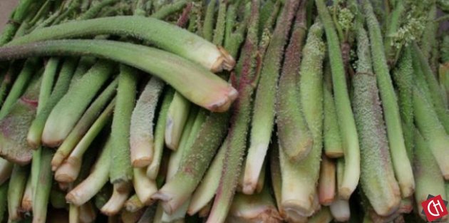 Işgın faydalı mı?Zararlı'mı işte cevabı