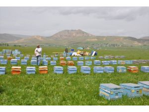 Muş Ekonomisine 'Ballı' Katkı