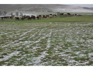 Muş'ta Dolu, Tarım Alanlarına Zarar Verdi