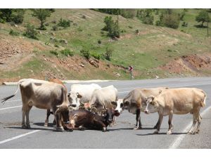 Sürüdeki İnekler Yaralı İneğin Yanından Ayrılmadı