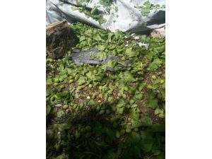 Van'da Dolu Yağışı Tarım Ürünlerine Zarar Verdi