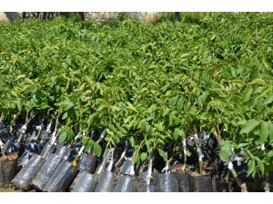 Erciş'te 4 Bin Ceviz Fidanı Dikiliyor