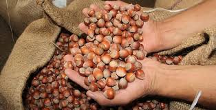 Türkiye'nin Fındık İhracatı 2 Milyar Dolar