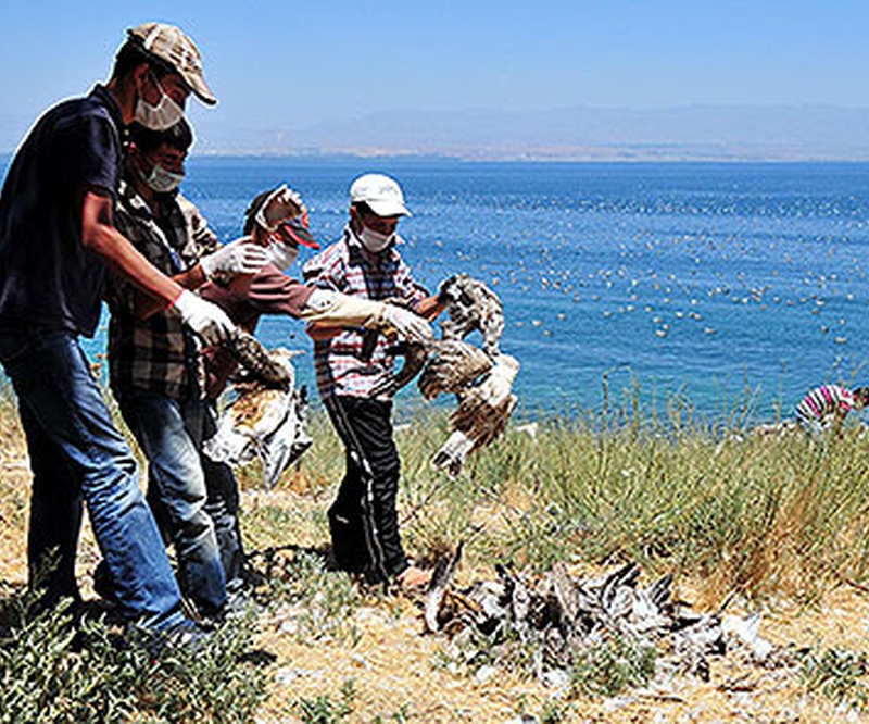 Adır Adası'ndaki Martı Ölümleri Mercek Altına Alındı