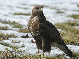 Şahin Avlayan 6 Kişiye 24 Bin 336 Lira Ceza