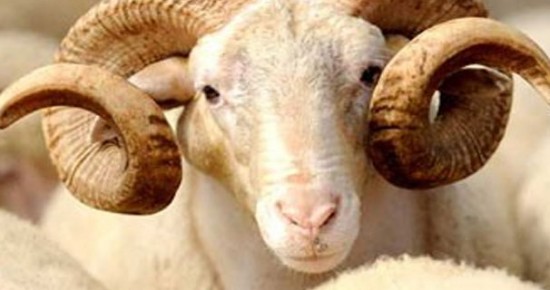 'Kurban Bağışlarını Bile Dolara Çevirip Abd'ye Gönderdiler'