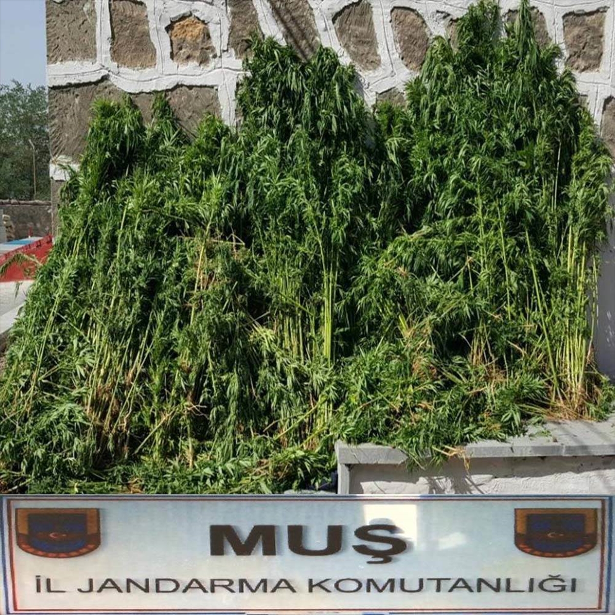 Muş 4 bin 415 Kök Kenevir Ele Geçirildi