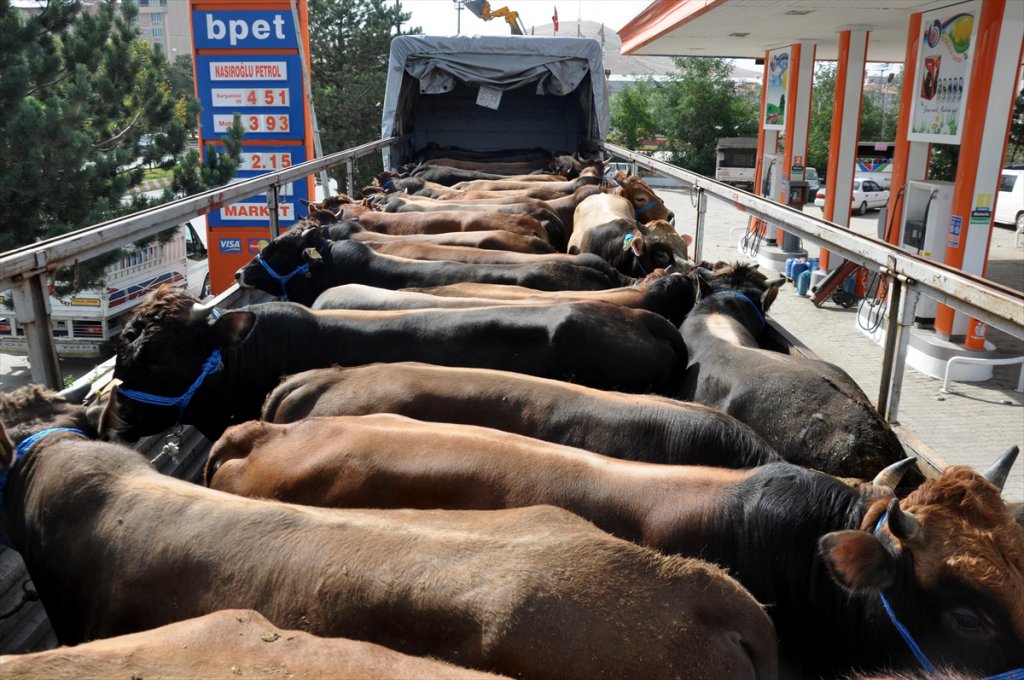 Muş'ta Kurban Sevkıyatı Başladı