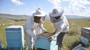 Arıcılar Muş'ta Bal Toplamaya Başladı