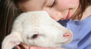 Çocuklar Kurban Kesimini Görememeli