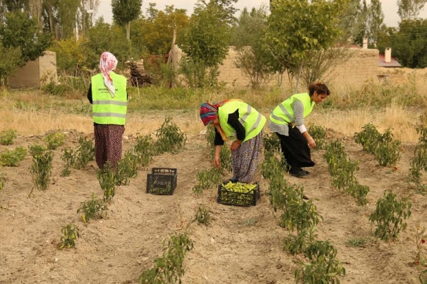 Günlük 38 Liralık Yevmiyeyle Okul Ve Çeyiz Paralarını Kazanıyorlar